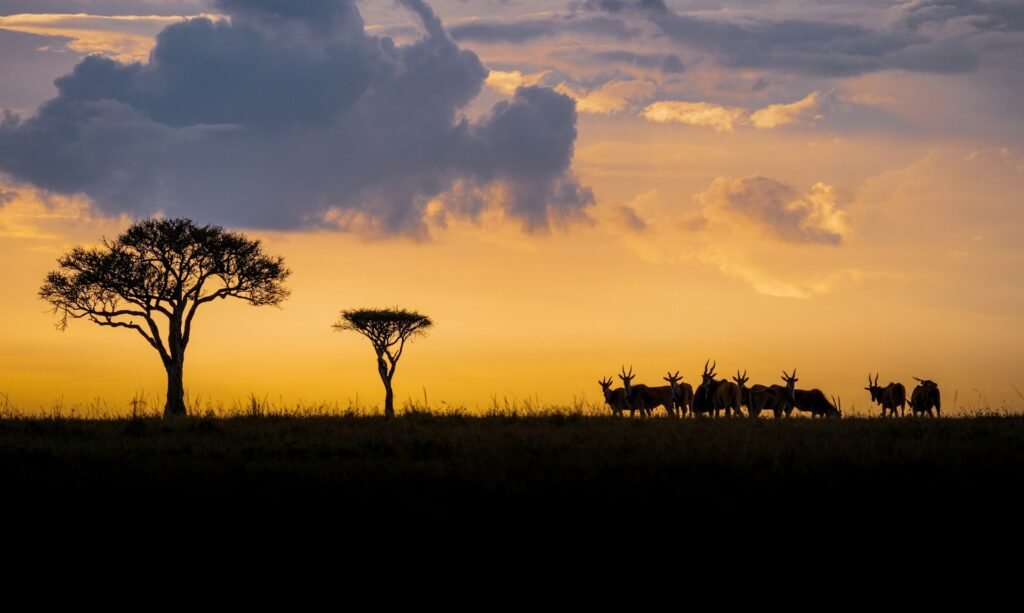 massai