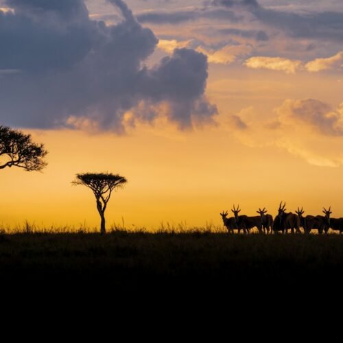 massai