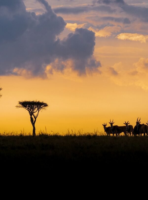 massai