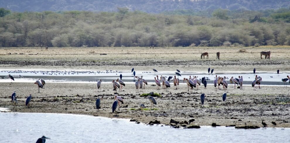 manyara