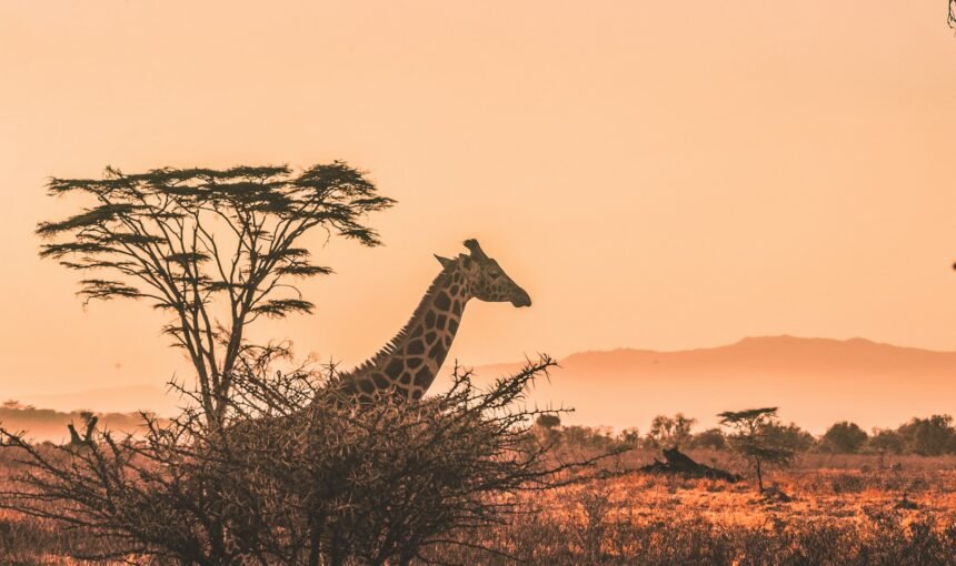 Serengeti vs Ngorongoro — Which Should You Choose?