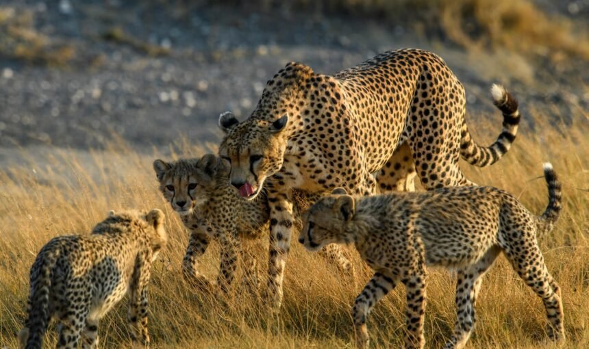 Best Time to Visit Tanzania for a Safari