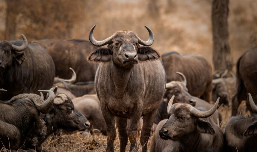 The Great Migration Explained — When, Where & How to See It